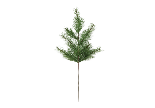 Rama de Pino Verde