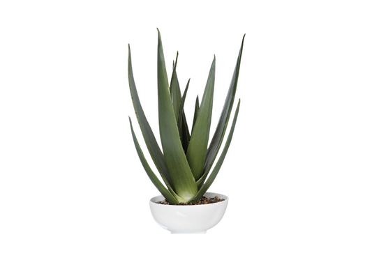 Planta de Aloe Vera Artificial con Piedras Naturales en Maceta Blanca | 71 cm