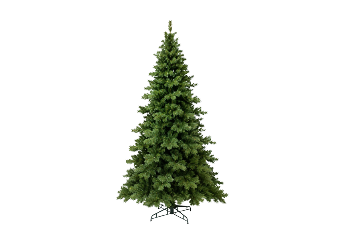 Pino Colorado Verde 2.4 m